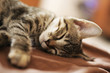 © leavenezia - Gatto che dorme