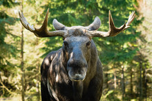 Moose (Alces Alces)