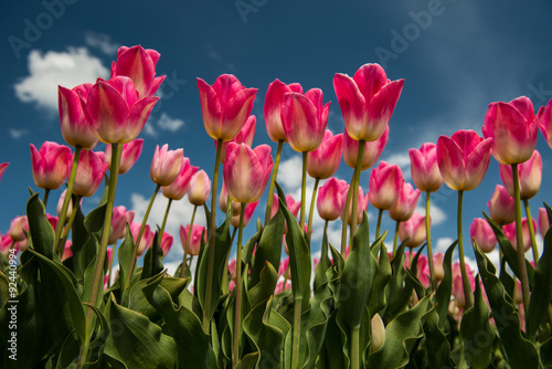 Photographie  Culture Tulip, Pays-Bas