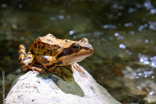 Zdjęcie XXL Brown żaba na kamieniu