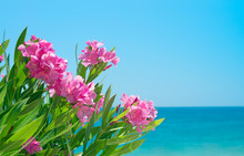 Oleander Flowers And Sea