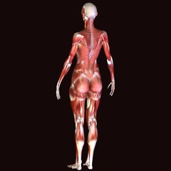 human body