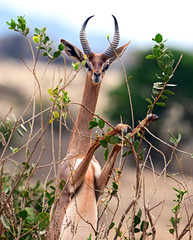 Wall Mural - African gazelle gerenuk