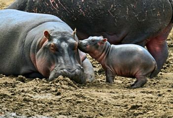 Wall Mural - Hippopotamus Masai Mara