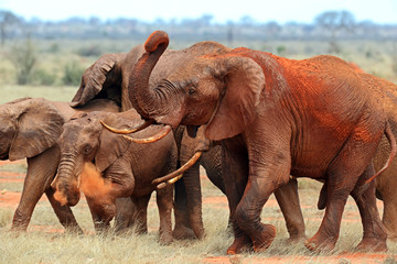 Wall Mural - Elephants Tsavo East