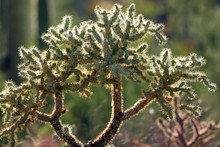 Tree-like "Jumping" Cholla Cactus Grows In The Sonoran And Chihuahuan Deserts