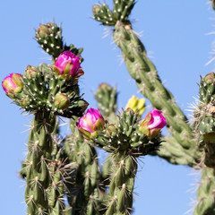 Cholla Cactus with pink or fuchsia flowers in Arizona's Sonoran Desert