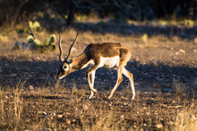 Blackbuck Antelope In The Sunlight