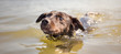 © Lunja - Portrait of swimming dog - banner for website