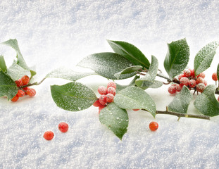 Wall Mural - Snow with Holly