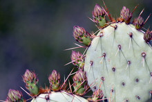 Prickly Pear Pads Covered With Flower Buds And Long Spines In The Sonoran Desert