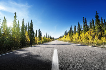 Wall Mural - road in autumn forest, sweden