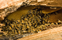 Honey Bees With Comb Inside Fallen Tree