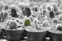 Cactus Plant Selective Color Area