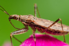 Profile View Of Spined Assassin Bug With Red Eyes On Pink Flower
