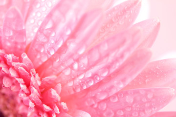Wall Mural - close up and selective focus of sweet pink gerbera flower with