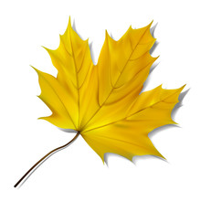 Yellow Maple Leaf On White Background.