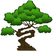 Bonsai tree, vector illustration.
