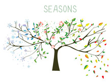 Tree During Four Seasons Concept