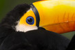closeup of a toucan Iguacu in Brazil