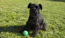 Black Dog With Ball