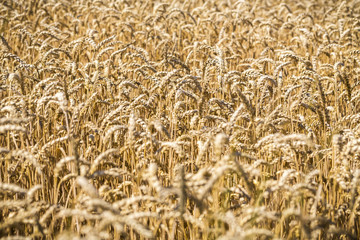 close up of a wheat field in summer