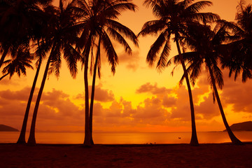 Wall Mural - Warm vivid tropical sunset on ocean shore with palm trees silhouette