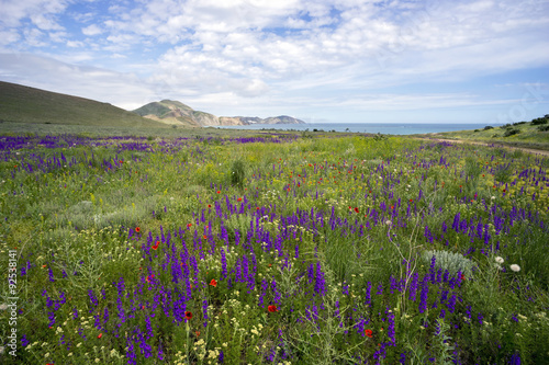 Fototapeta na wymiar Wildflowers on a background of mountains and sea.