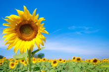 Beautiful Sunflowers Blossom Against Blue Sky In A Rural Country Field