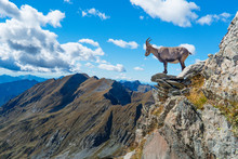 Ibex On Rock In Mountains
