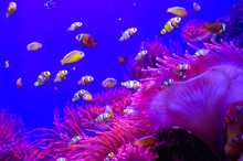 Tropical Aquarium With Clownfish
