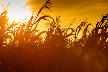 Corn Field At The Yellow Sunset