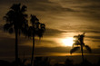 Sunset near City Beach with Palms and Bird