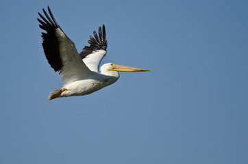 Poster - American White Pelican Flying in a Blue Sky