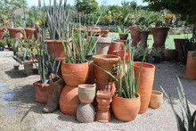 Artistic Display Of Terracotta Pots And Succulent Plants