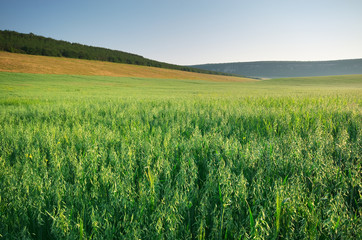 Wall Mural - Meadow of oats.