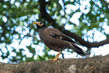 Bird Tristis Acridotheres Common Myna