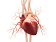 Anatomy of Human Heart