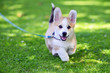 Pembroke welsh corgi puppy running