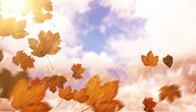 Composite Image Of Autumn Leaves