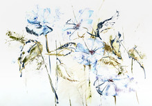 Stylized Hand Drawn Watercolor Cichorium Flowers In Impressionis