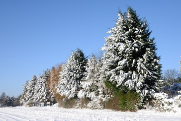 Poster - Sträucher im Winter