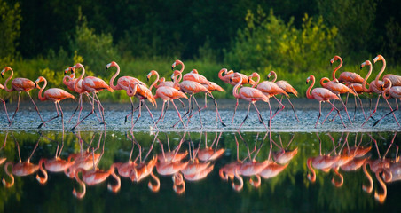 Plakat ptak fauna flamingo kuba