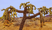 Chain Fruit Cholla Is Native Vegetation Found In The Sonora Desert Of Mexico And Arizona