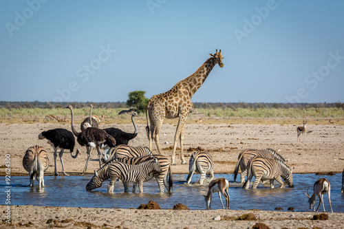 animails-wedrujacy-po-parku-narodowym-etosha-w-namibii-w-afryce-poludniowej