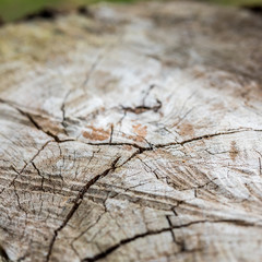 texture of wood cut-off for the background