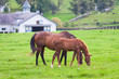 © volgariver - Mare with her colt on pastures of horse farms.