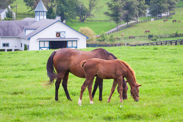 Wall Mural - Mare with her colt on pastures of horse farms.
