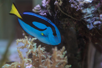 Wall Mural - Palette tang fish, Paracanthurus hepatus, is also called the royal blue tang