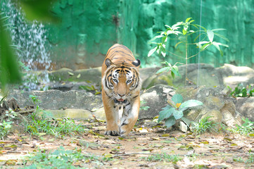 Wall Mural - Malayan tiger (Panthera tigris jacksoni)